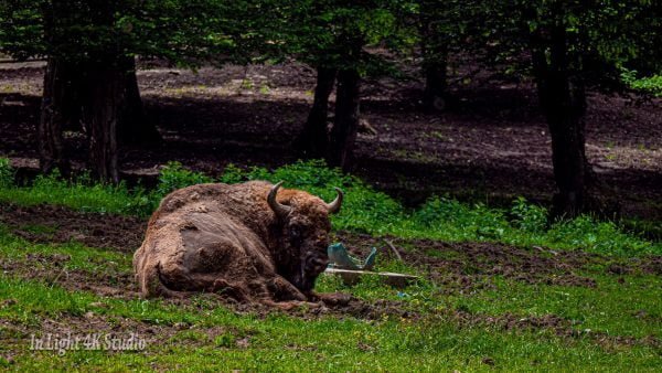 zimbru se odihneste in rezervatia de zimbri hateg