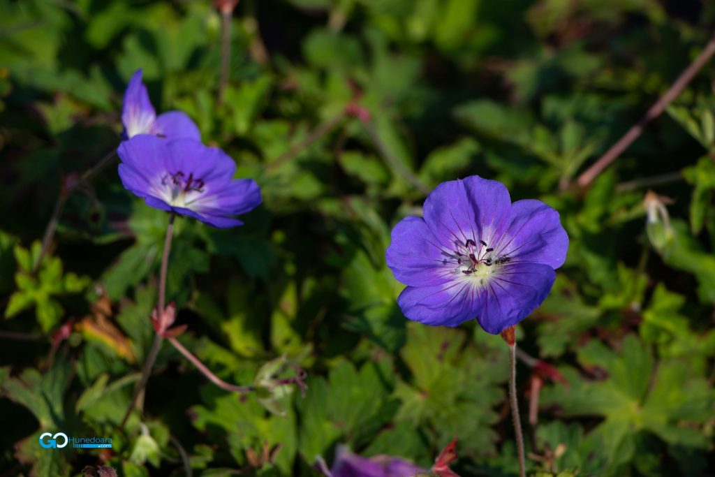 flori de toamna la i giardini di zoe