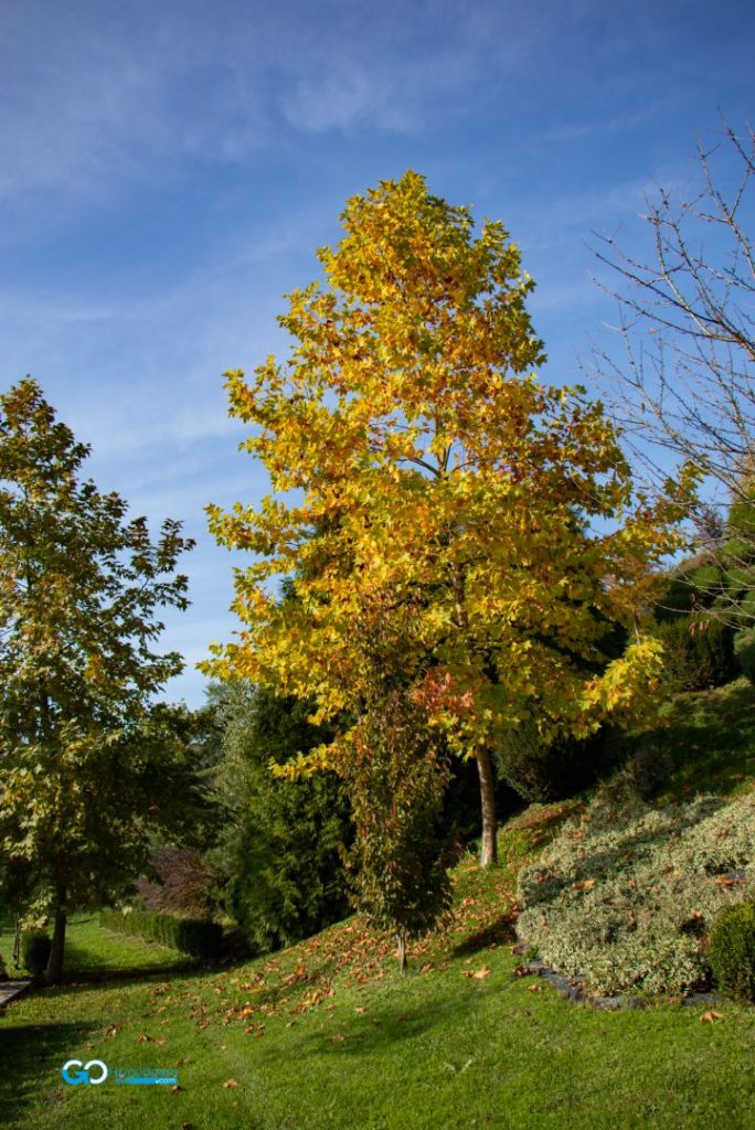 culori de toamna la i giardini di zoe 