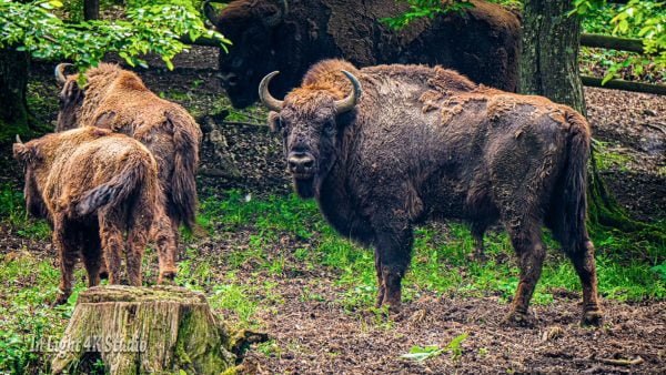 obiective turistice din judetul Hunedoara rezervatia de zimbri hateg slivut