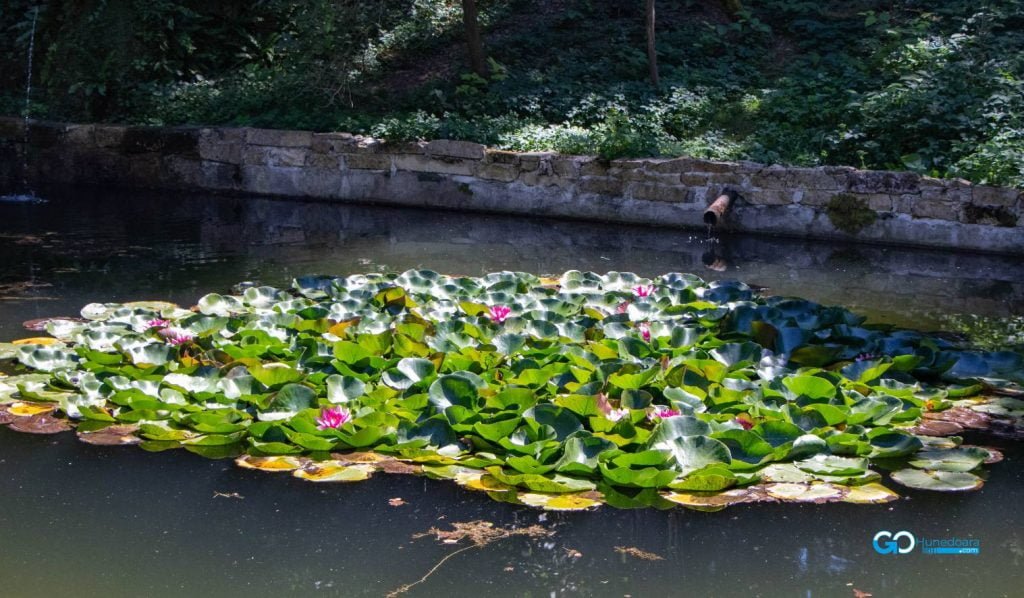 nuferi la parcul dendrologic obiective turistice deva