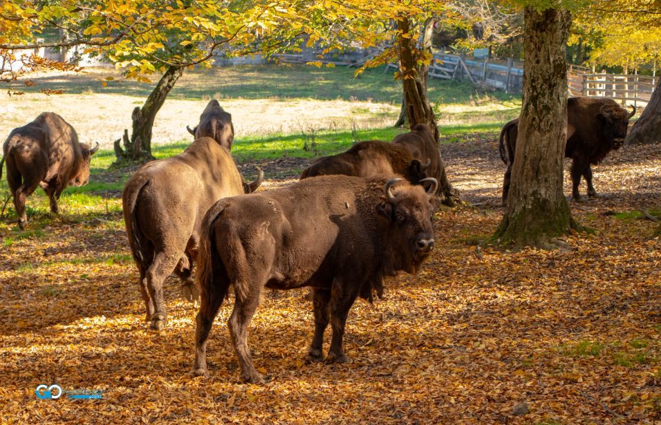 zimbri de la hateg in top obiective turistice județul hunedoara